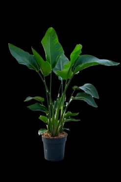 Strelitzia Nicolai p24|ohgreen Hot