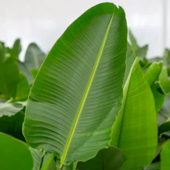 Strelitzia Nicolai p24|ohgreen Hot