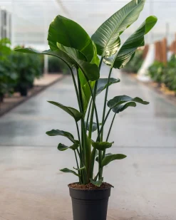 Strelitzia Nicolai p24|ohgreen Hot