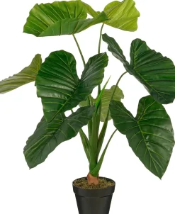 Taro in pot|ohgreen Online