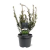 Taxus media Groenland|ohgreen Outlet