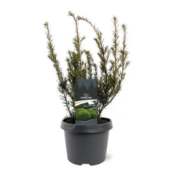 Taxus media Groenland|ohgreen Outlet