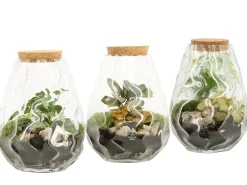 Terrarium arrangement|ohgreen New