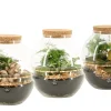 Terrarium arrangement|ohgreen Online
