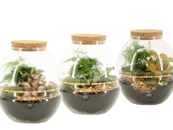 Terrarium arrangement|ohgreen Online