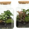 Terrarium arrangement|ohgreen Outlet