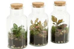 Terrarium arrangement|ohgreen