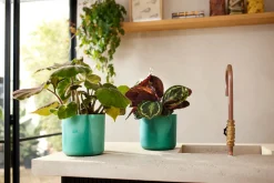 The Ocean Collection 14cm Pacific green|ohgreen Best