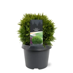 Thuja occidentalis 'Danica'|ohgreen Outlet