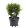 Thuja occidentalis 'Tiny Tim'|ohgreen Hot