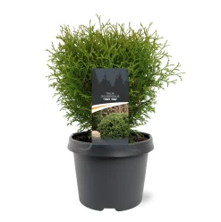 Thuja occidentalis 'Tiny Tim'|ohgreen Hot
