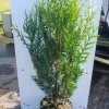 Thuja plicata Atrovirens ( Reuzenlevensboom )|ohgreen Clearance