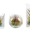 Tillandsia glas mix (luchtplantje)|ohgreen Online