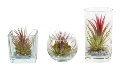 Tillandsia glas mix (luchtplantje)|ohgreen Online