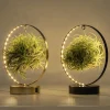 Tillandsia led edition|ohgreen Outlet