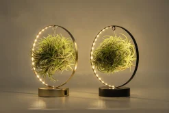 Tillandsia led edition|ohgreen Outlet