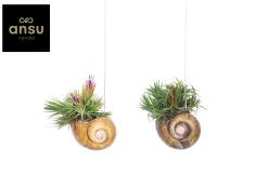 Tillandsia Shelly hang (luchtplantje)|ohgreen New