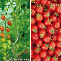 Tomatenspiraal|ohgreen Hot