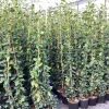 Trachelospermum jasminoides ( Sterjasmijn )|ohgreen Outlet