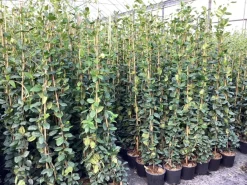 Trachelospermum jasminoides ( Sterjasmijn )|ohgreen Outlet