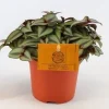 Tradescantia zebrina Compacta|ohgreen