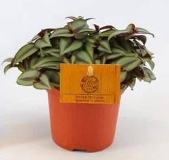 Tradescantia zebrina Compacta|ohgreen