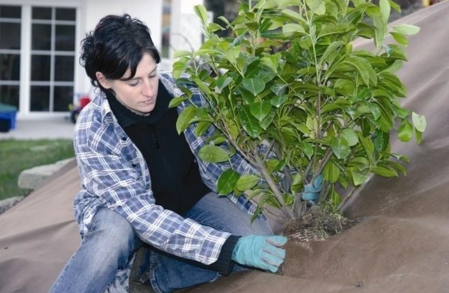 Tuindoek gold 1,15x10m 125g/m²|ohgreen Online