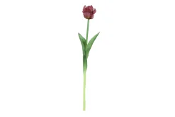 Tulipa|ohgreen Clearance