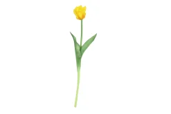 Tulipa|ohgreen Discount