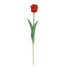 Tulipa|ohgreen Best