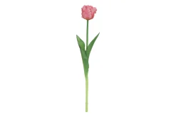 Tulipa|ohgreen Clearance
