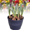 Tulipa gemengd|ohgreen Discount