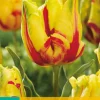 Tulp texas flame 7st|ohgreen Clearance