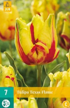 Tulp texas flame 7st|ohgreen Clearance