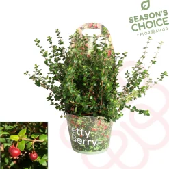 Ugni molinae ( Chileense Guava )|ohgreen New