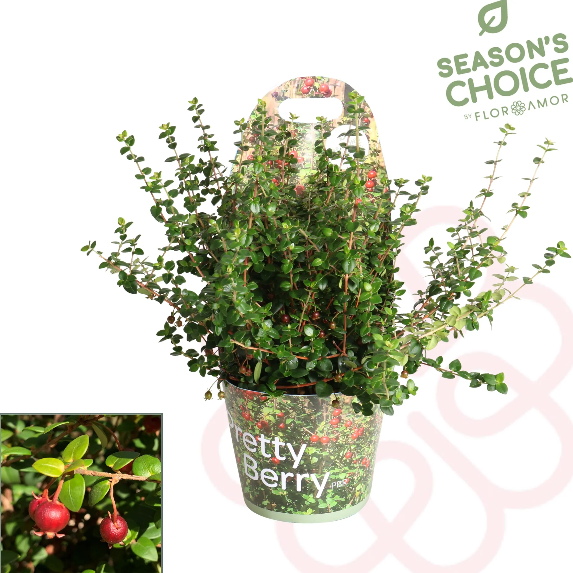 Ugni molinae ( Chileense Guava )|ohgreen New