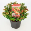 Vaccinium vitis idaea ' red candy' - rode bosbes, vossenbes, hondsbes|ohgreen Discount