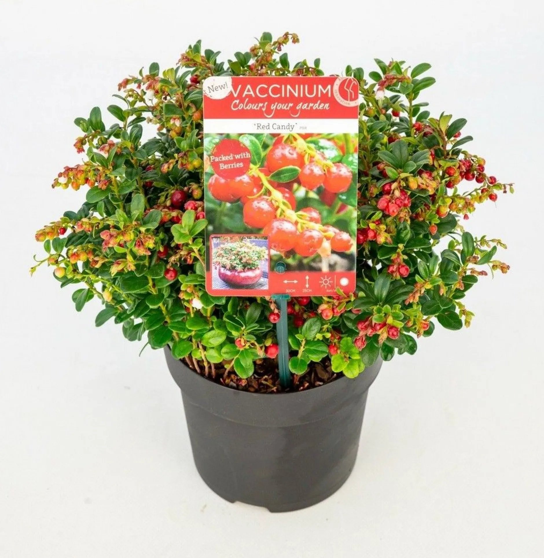 Vaccinium vitis idaea ' red candy' - rode bosbes, vossenbes, hondsbes|ohgreen Discount