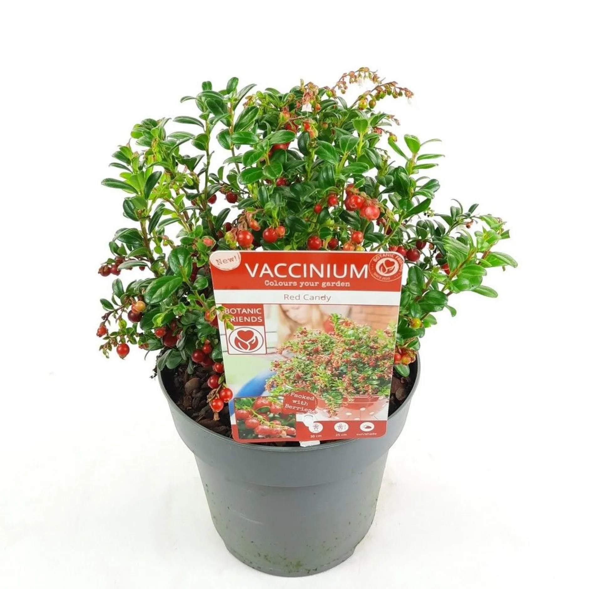 Vaccinium vitis idaea ' red candy' - rode bosbes, vossenbes, hondsbes|ohgreen Discount