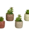Vetplant 12cm groen|ohgreen Discount