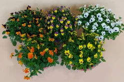 Viool in schaal|ohgreen Sale