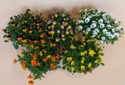 Viool in schaal|ohgreen Sale