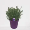Vlinder lavendel p18|ohgreen