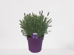 Vlinder lavendel p18|ohgreen