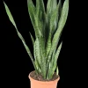 Vrouwentongen 'Sanseviera trifasciata "Laurentii"|ohgreen Hot