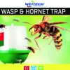 Wespen- en hoornaarval|ohgreen Online