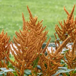 Zaden: amarant golden|ohgreen Online