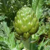 Zaden: artichoc imperial star|ohgreen Discount