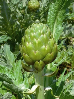 Zaden: artichoc imperial star|ohgreen Discount