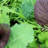 Zaden: asiasla mesclun|ohgreen New